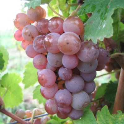 Kernling IMG 1269